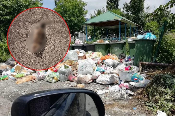 Жители Габалы пожаловались на антисанитарию из-за скопившегося мусора
