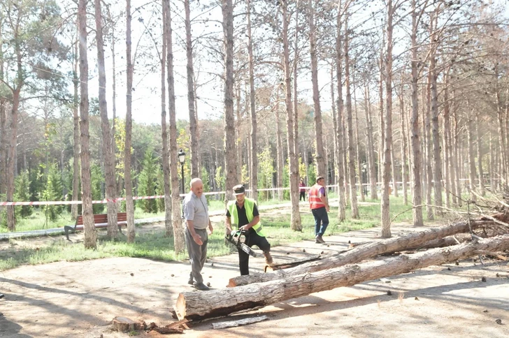 Media.az - Новости Азербайджана - В Хырдалане заменяют засохшие сосны: на их месте появятся новые деревья