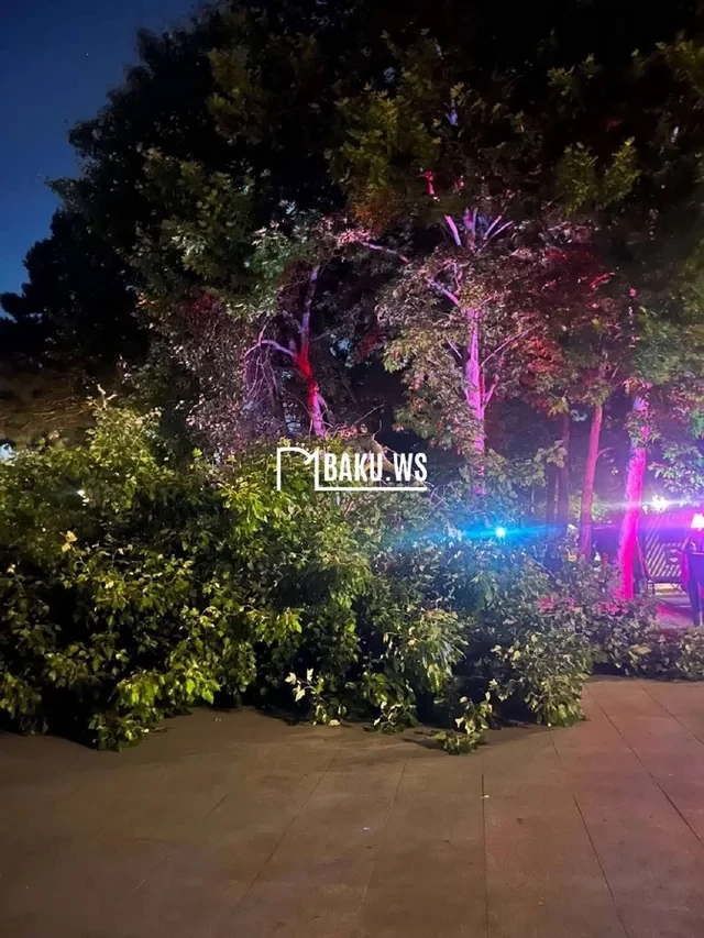 Media.az - Новости Азербайджана - В Баку дерево упало на сидевших на скамейке граждан