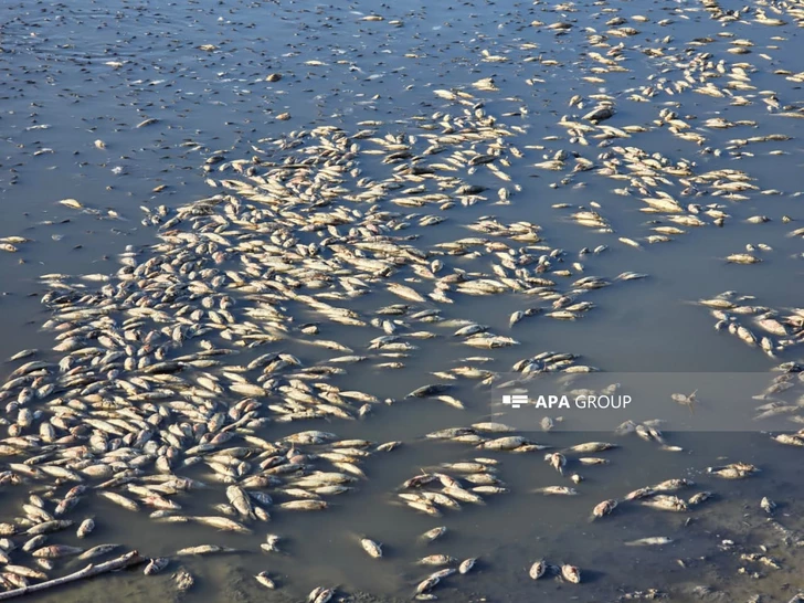 Резкое падение уровня воды привело к массовой гибели рыбы в Джульфе