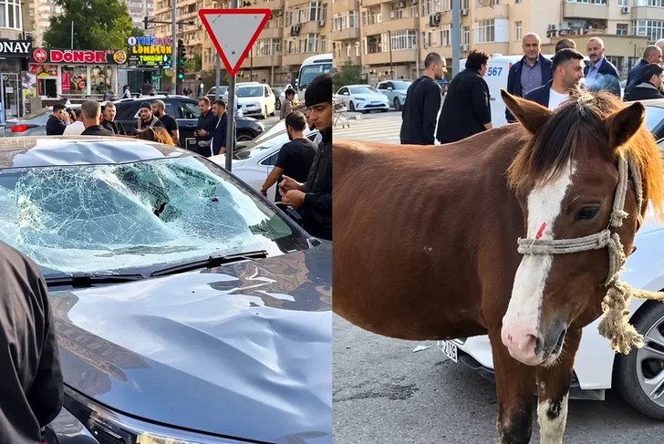 Лошадь против автомобиля: необычное ДТП в Баку закончилось задержанием наездника
