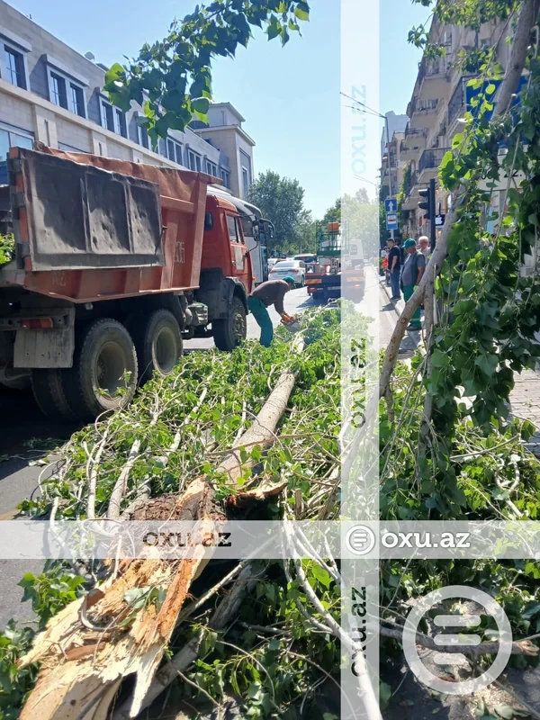 Media.az - Новости Азербайджана - Сильный ветер повалил деревья в Баку