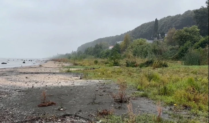 Природный феномен в Азербайджане: на освободившихся от воды участках Каспия выросли сады