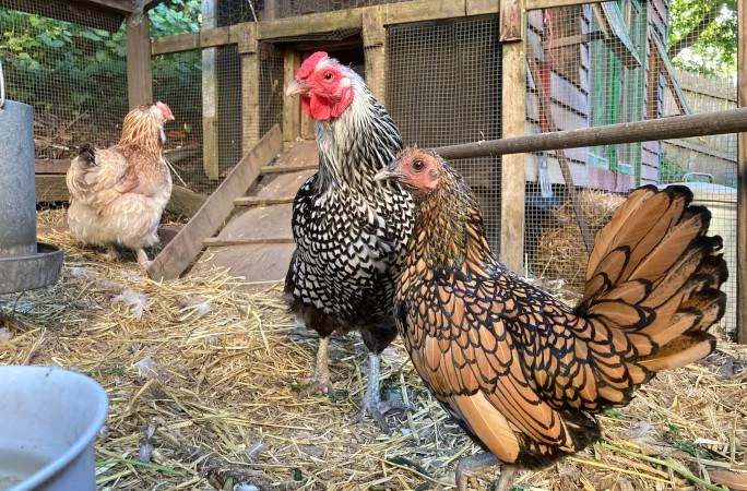 Цены растут: деревенская курица в Азербайджане подорожала до 15 манатов