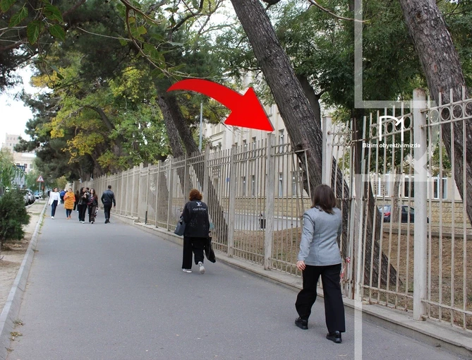 В центре Баку дерево может упасть на прохожих: жители бьют тревогу