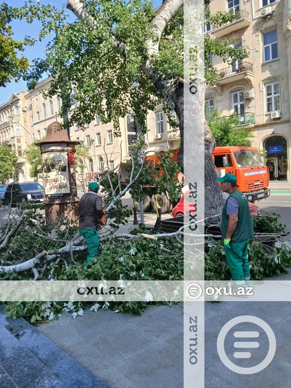 Media.az - Новости Азербайджана - Сильный ветер повалил деревья в Баку