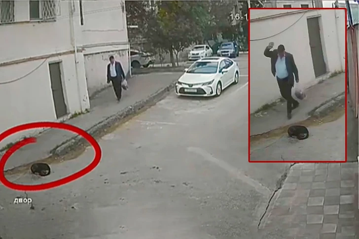 В Баку выявлен случай издевательства над бездомными животными