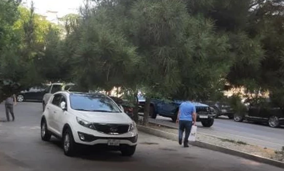 Жители Баку бьют тревогу из-за накренившегося дерева на оживленном перекрестке