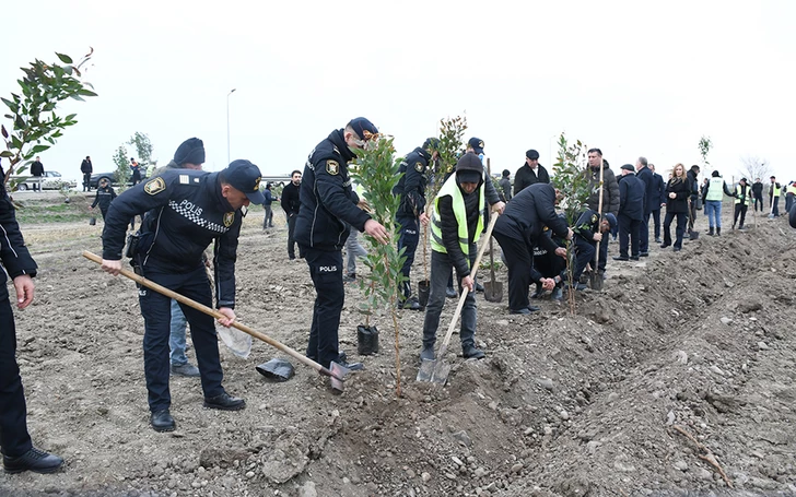 В Сабирабаде прошла акция по посадке деревьев