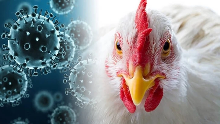 Птичий грипп намного опаснее, чем COVID-19. Интервью Media.Az с инфекционистом