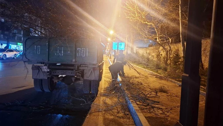 Media.az - Новости Азербайджана - В Баку сильный ветер повалил почти 80 деревьев