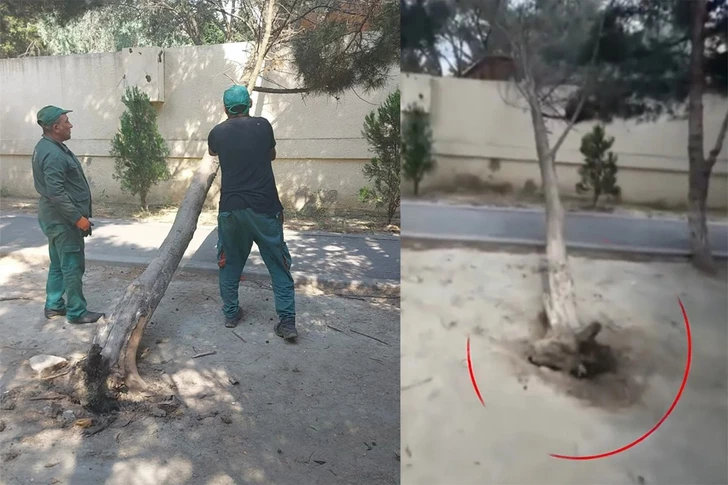 В Баку упало дерево, на которое ранее жаловались жители