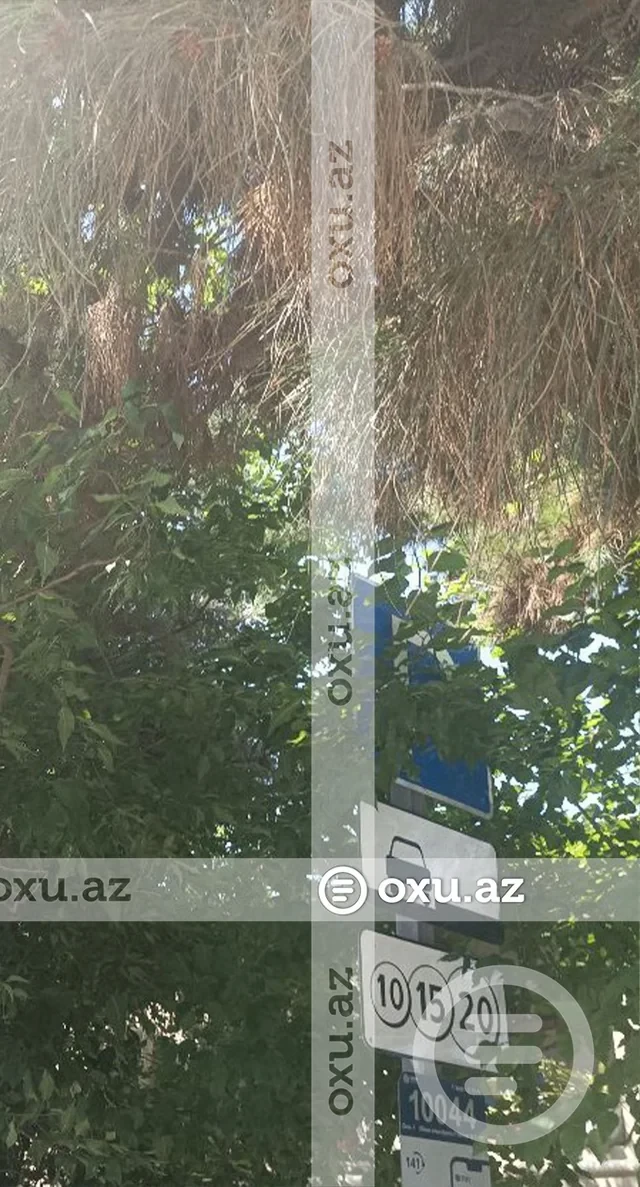 Media.az - Новости Азербайджана - В Баку водителя оштрафовали из-за скрытого ветками знака парковки