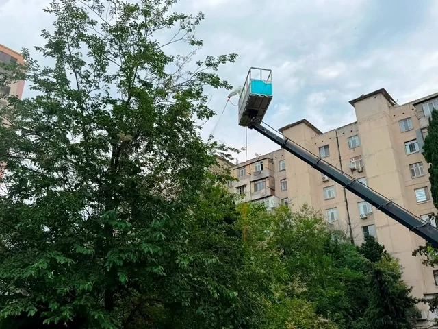 Media.az - Новости Азербайджана - Нашествие гусениц в Баку:  в столице развернулась масштабная борьба с вредителем