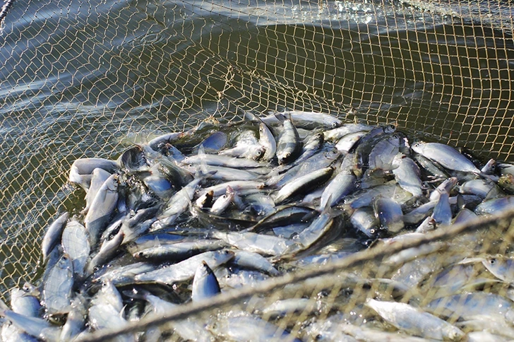 С 1 мая в Азербайджане вступает в силу мораторий на вылов рыбы