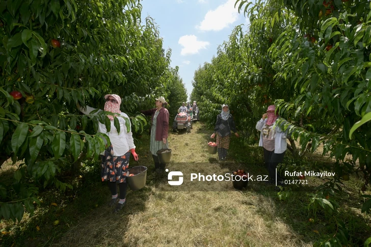 От фруктовых садов до агротуризма: как господдержка развивает север Азербайджана