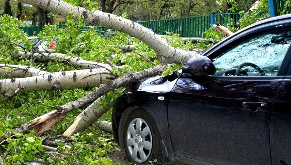 В Азербайджане из-за сильного ветра дерево упало на автомобиль