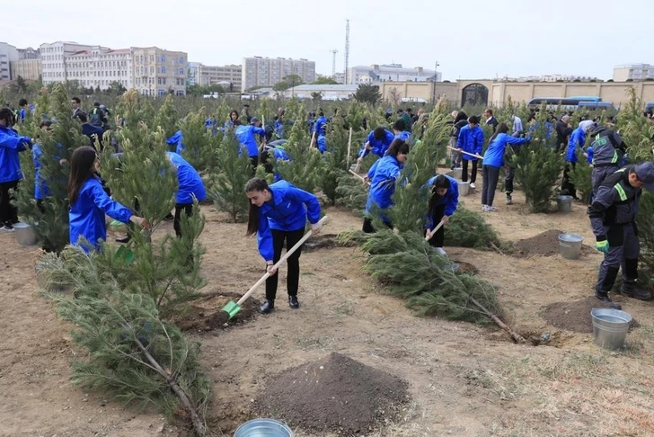 В Баку прошла акция по посадке деревьев
