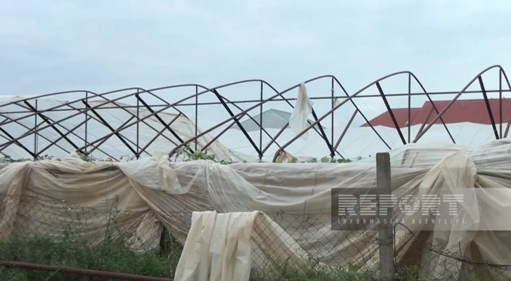 Media.az - Новости Азербайджана - В Шамкирском районе ветер и ливень нанесли ущерб фермерским хозяйствам