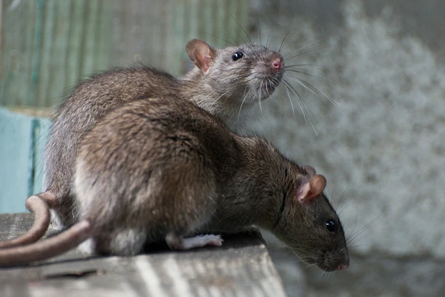 Нью-Йорк устал от крыс: в «Большом яблоке» проведут саммит по борьбе с грызунами