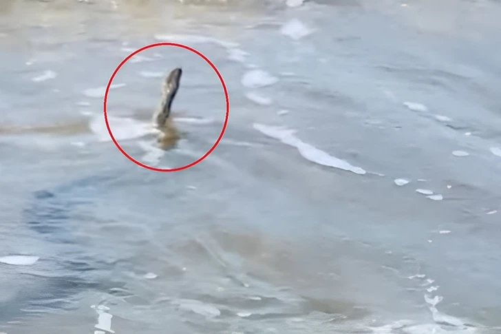 Опасны ли змеи, замеченные в Каспийском море?