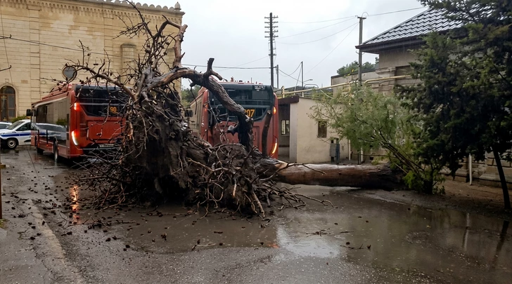 В Баку дерево рухнуло на пассажирский автобус