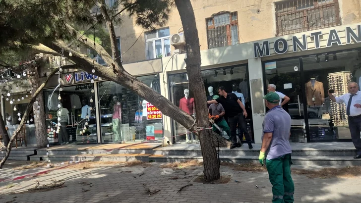 Media.az - Новости Азербайджана - В Баку сильный ветер повалил 7 деревьев