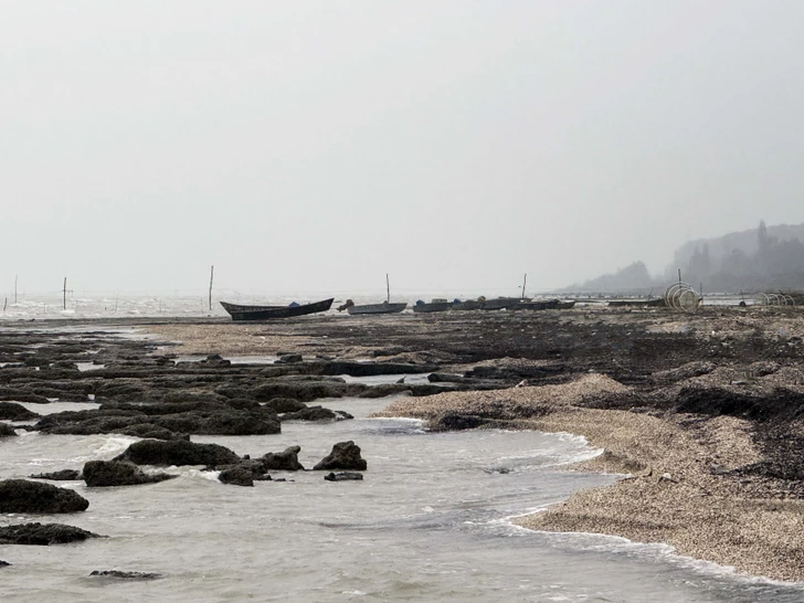 Обмеление Каспийского моря привело к потери морских обитателей