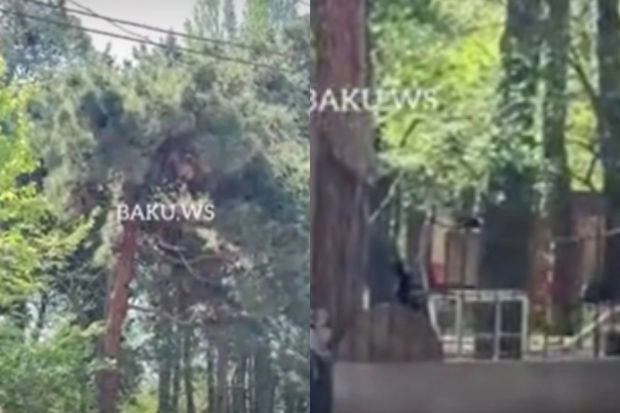 В Баку сломанное дерево представляет угрозу для школьников