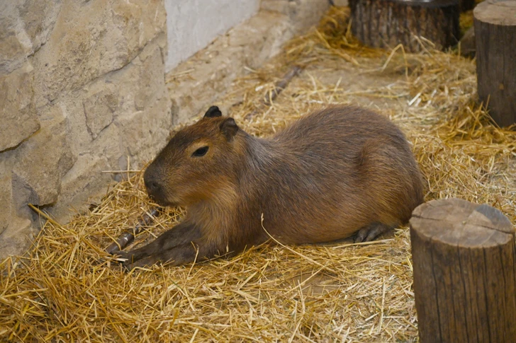 Media.az - Новости Азербайджана - Лейла Алиева побывала на ферме Capybara Azerbaijan в Шамахы