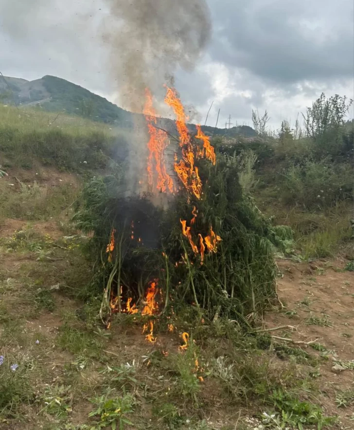 В Шуше уничтожено около тонны дикорастущей конопли