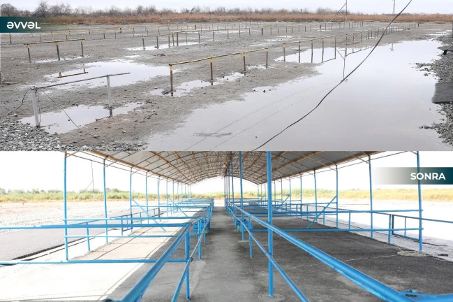 Media.az - Новости Азербайджана - Рынок по продаже скота в Агдашском районе возобновил работу после реорганизации