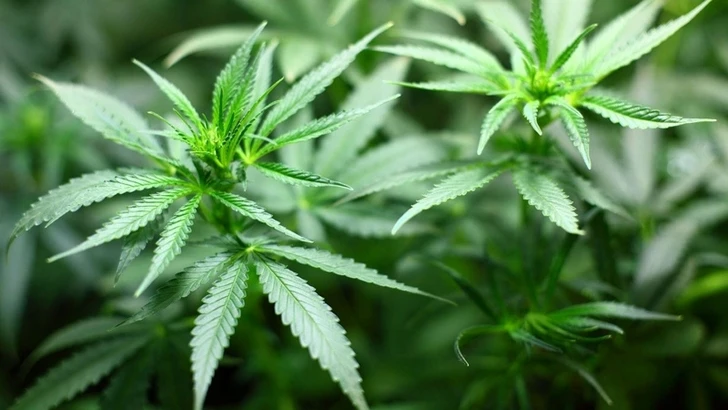 Минюст США намерен исключить марихуану из списка тяжелых наркотиков