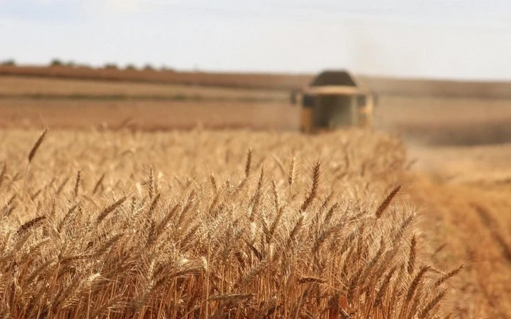В Газахе в этом году зерновыми засеяно 11 445 га
