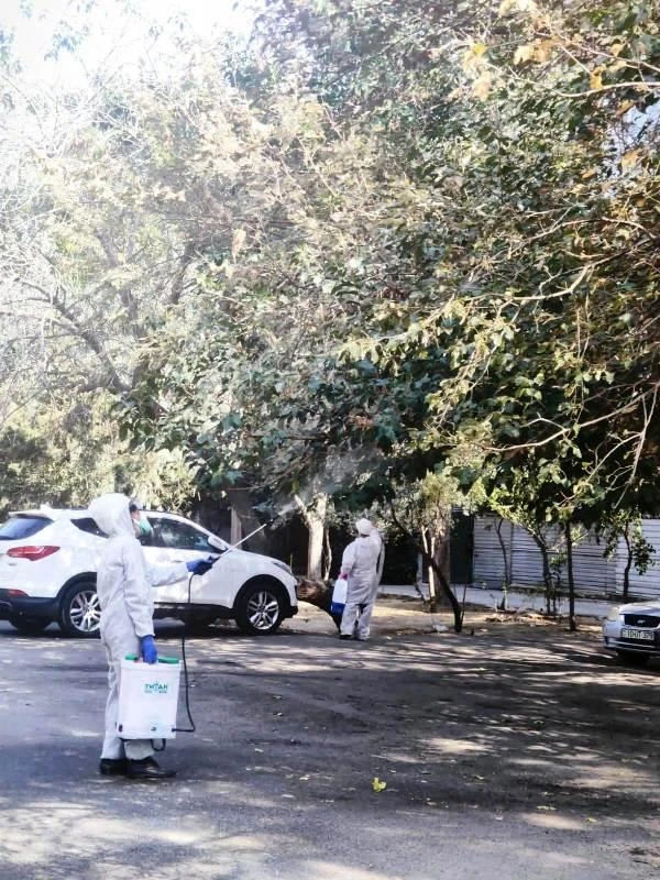 Media.az - Новости Азербайджана - Нашествие американской белой бабочки в Баку: опасность для растений