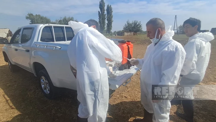 Media.az - Новости Азербайджана - В Агджабединском районе вакцинировали скот против ящура