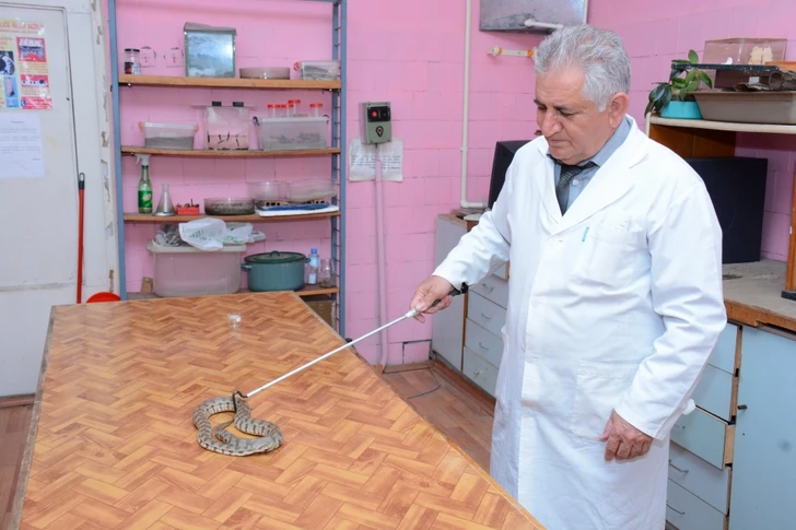 В Азербайджане обитает 28 видов змей, шесть из них ядовиты: как не стать жертвой рептилии?