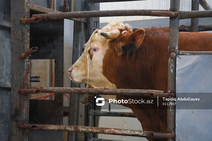 В Кюрдамире из-за ящура на рынках возник дефицит молочных продуктов