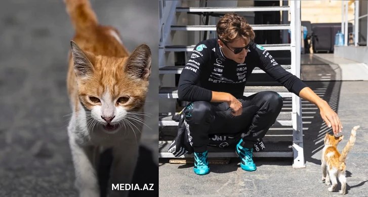 Из паддока — в офис. История кота Furrari, которого год назад заметил пилот Mercedes в Баку