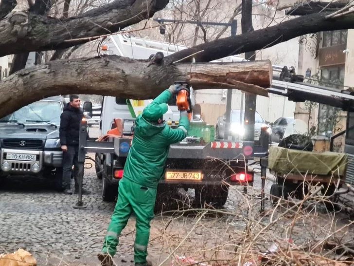 Media.az - Новости Азербайджана - В Баку сильный ветер повалил почти 80 деревьев