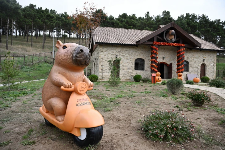 Media.az - Новости Азербайджана - Лейла Алиева побывала на ферме Capybara Azerbaijan в Шамахы