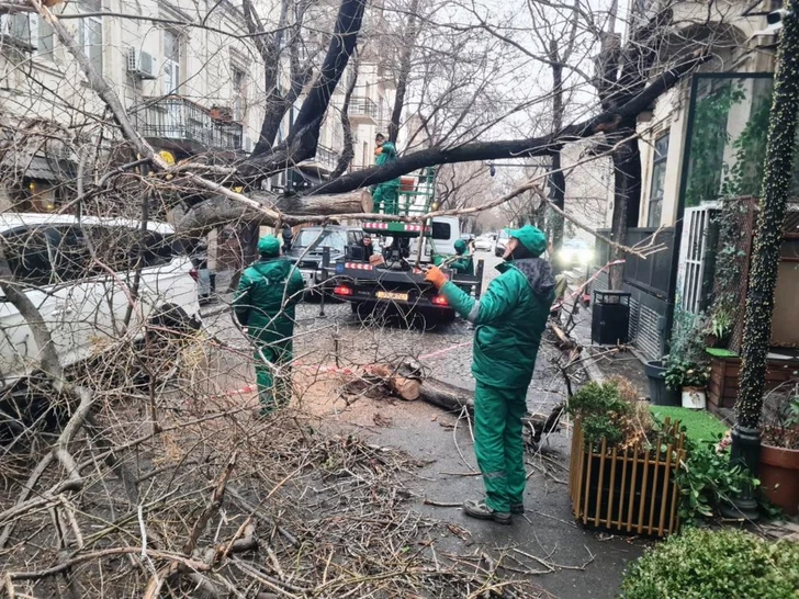Media.az - Новости Азербайджана - В Баку сильный ветер повалил почти 80 деревьев