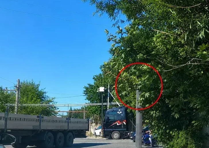 В Баку деревья мешают водителям видеть сигналы светофора