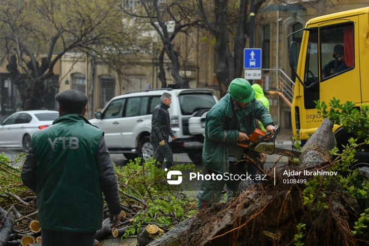 Непогода надвигается: какие меры принимают в Баку против падения деревьев