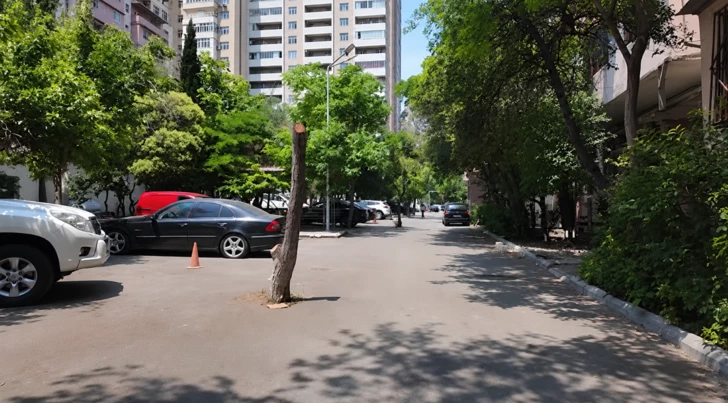 В Баку сухие деревья превратили в столбы: жители требуют объяснений