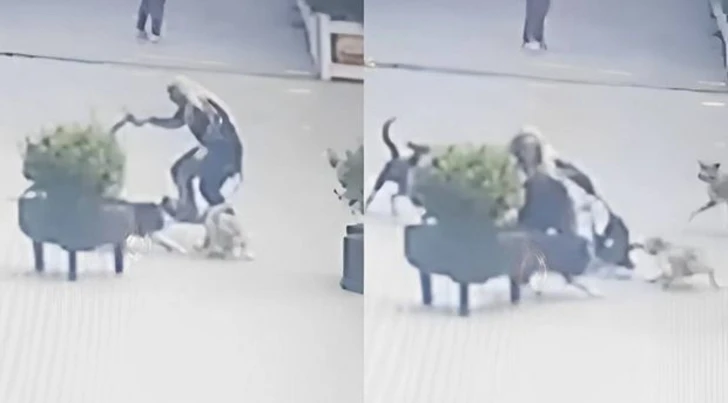 В Хырдалане бродячие собаки напали на женщину