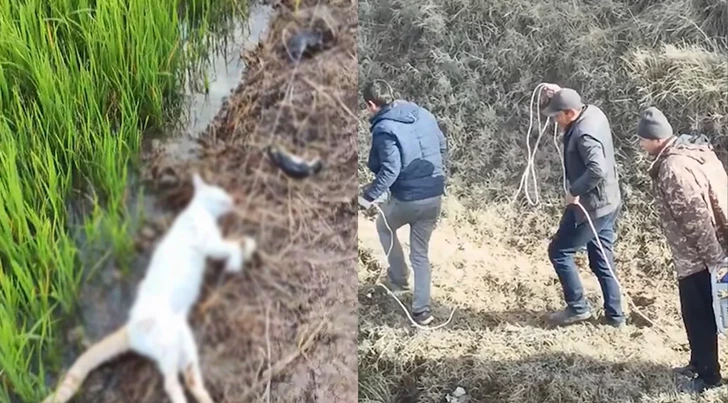 Распространённое видео о фермерe в Азербайджане не соответствует действительности