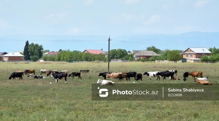 Минсельхоз: В Азербайджане проверили хозяйство из-за подозрения на сибирскую язву