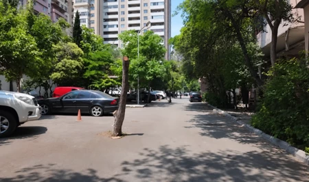 В Баку сухие деревья превратили в столбы: жители требуют объяснений
