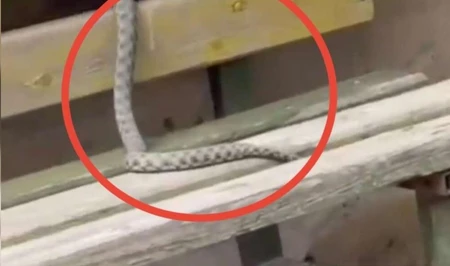 В Баку змея заползла на скамейку во дворе
